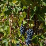 CambriaCN_0119 (November 05, 2016)